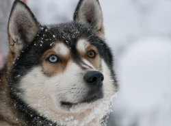 Lapland januari 2011